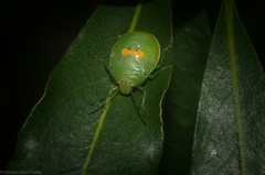 Glaucias