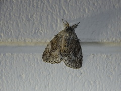 Dasychiroides pratti