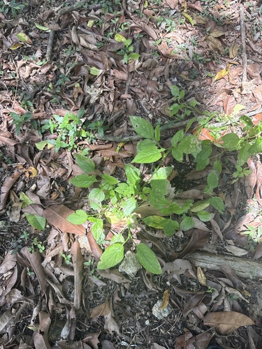 Foto de Paritária branca