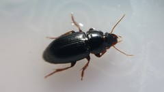 Harpalus pumilus