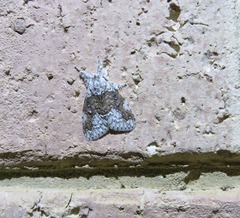 Dasychiroides pratti