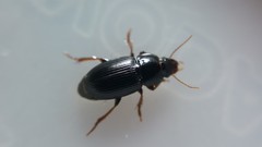 Harpalus pumilus