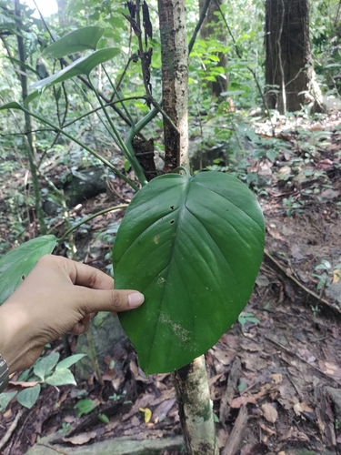 Rhaphidophora pertusa, photograph 3