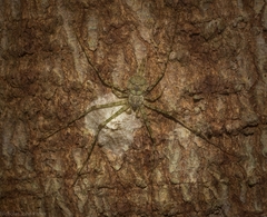 Tamopsis tweedensis