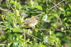 Phylloscopus ibericus