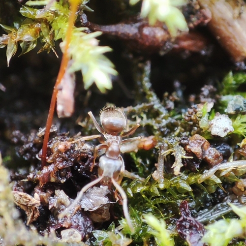 Lasius