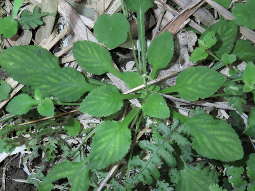 Viola diffusa, 2026-05-03