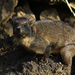 Northeastern Rock Hyrax - Photo (c) janconl, some rights reserved (CC BY-NC-SA), uploaded by janconl