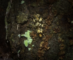 Barea eucapnodes