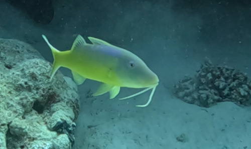 Parupeneus cyclostomus