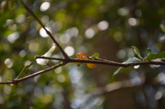 Viburnum taitoense