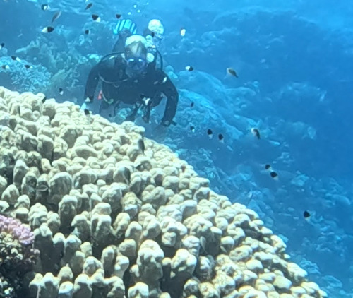 Pycnochromis dimidiatus