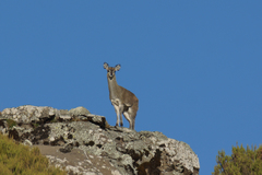 Oreotragus oreotragus saltatrixoides