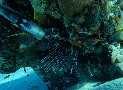 Pterois miles