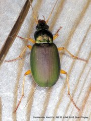 Chlaenius sericeus