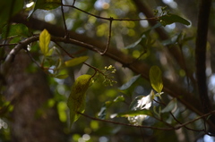 Viburnum taitoense
