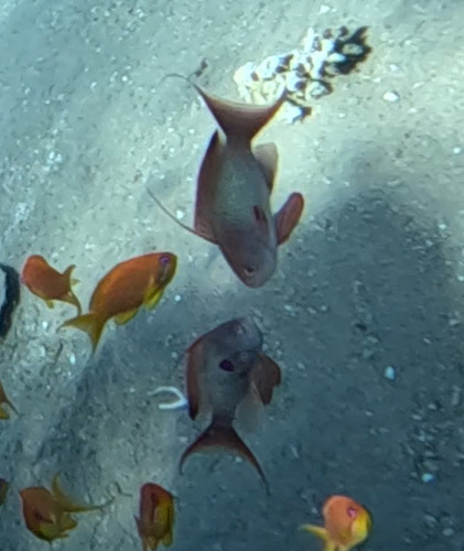 Lyretail Anthias — seen at this dive site
