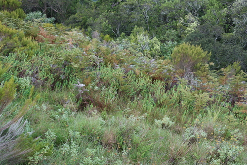 Euphorbia natalensis, photograph 4