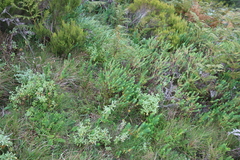 Euphorbia natalensis, photograph (c) Tony Rebelo, some rights reserved (CC BY-SA)