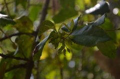 Viburnum taitoense
