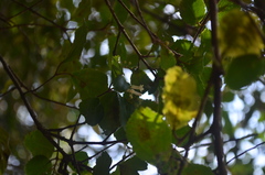 Viburnum taitoense