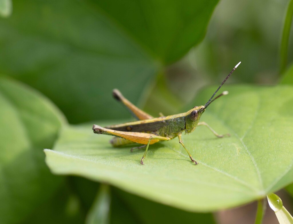 Phlaeoba antennata (Phlaeoba antennata)