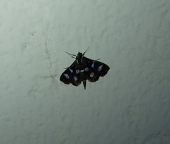 Desmia discrepans