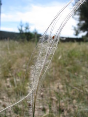 Stipa borysthenica