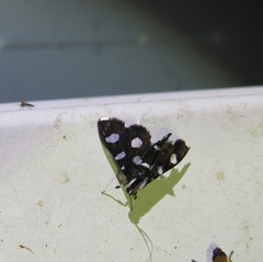 Desmia discrepans