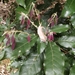 Lithocarpus corneus - Photo (c) 戴勝, algunos derechos reservados (CC BY-NC), uploaded by 戴勝