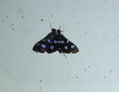Desmia discrepans