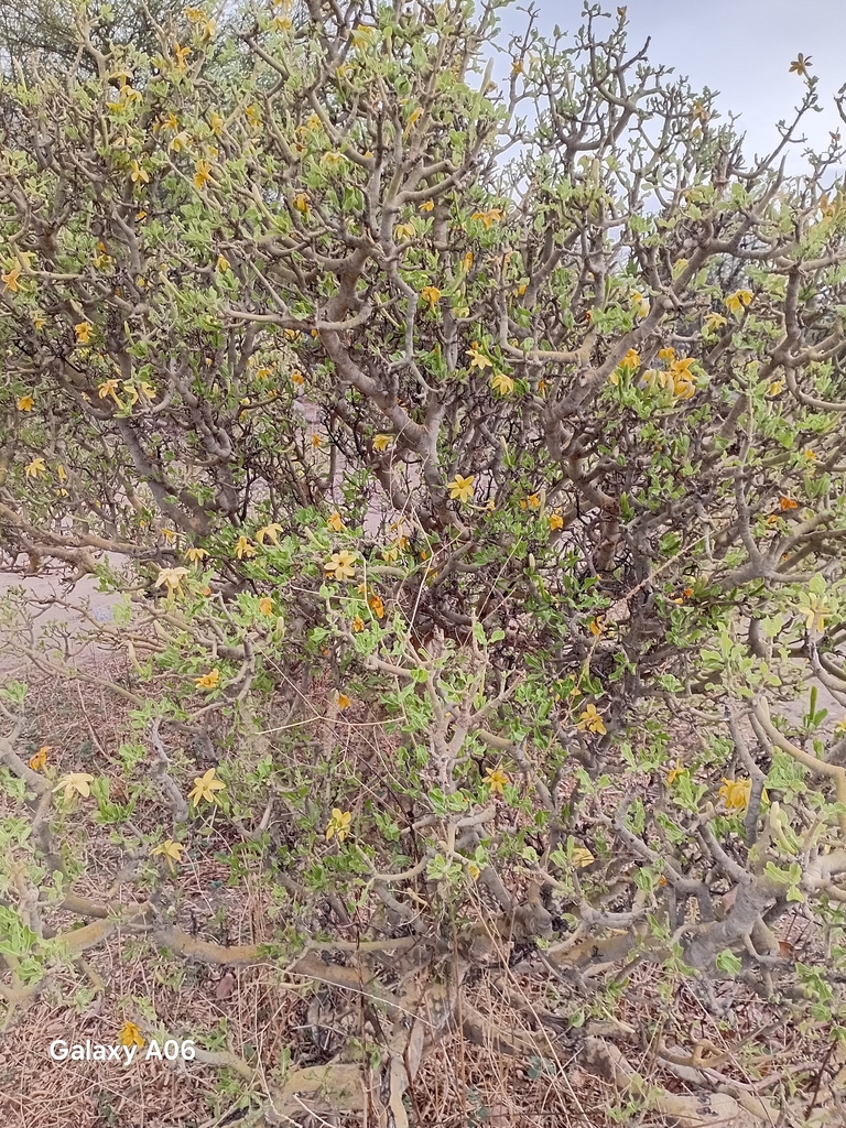 Powderbark Tree powderbark gardenia from Abtouyour, Tchad on May 6, 2026 at 03:06 PM by ...