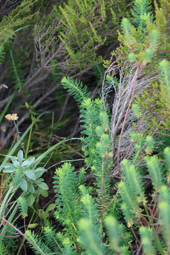 Euphorbia natalensis, photograph 6