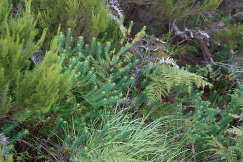 Euphorbia natalensis, photograph 3