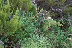 Euphorbia natalensis, photograph (c) Tony Rebelo, some rights reserved (CC BY-SA)
