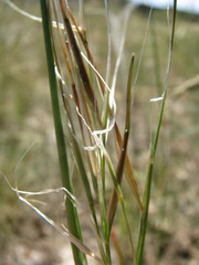 Stipa borysthenica