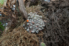 Aylostera pulvinosa