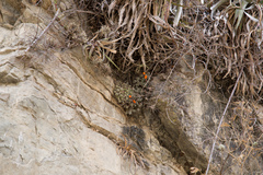 Aylostera pulvinosa