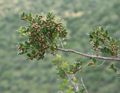 Olinia emarginata, photograph (c) Tony Rebelo, some rights reserved (CC BY-SA)