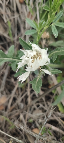 Iberian knapweed