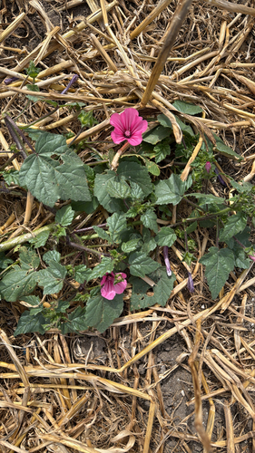 Royal Mallow