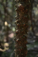 Zanthoxylum asiaticum