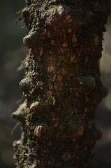 Zanthoxylum asiaticum