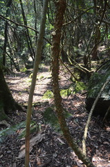 Zanthoxylum asiaticum