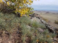 Ephedra dahurica