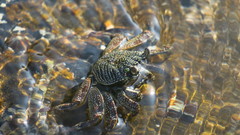Grapsus
