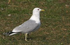 Larus canus