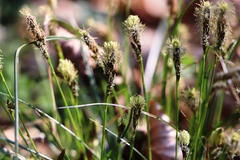 Carex caryophyllea