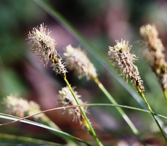 Carex caryophyllea