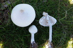 Macrolepiota dolichaula